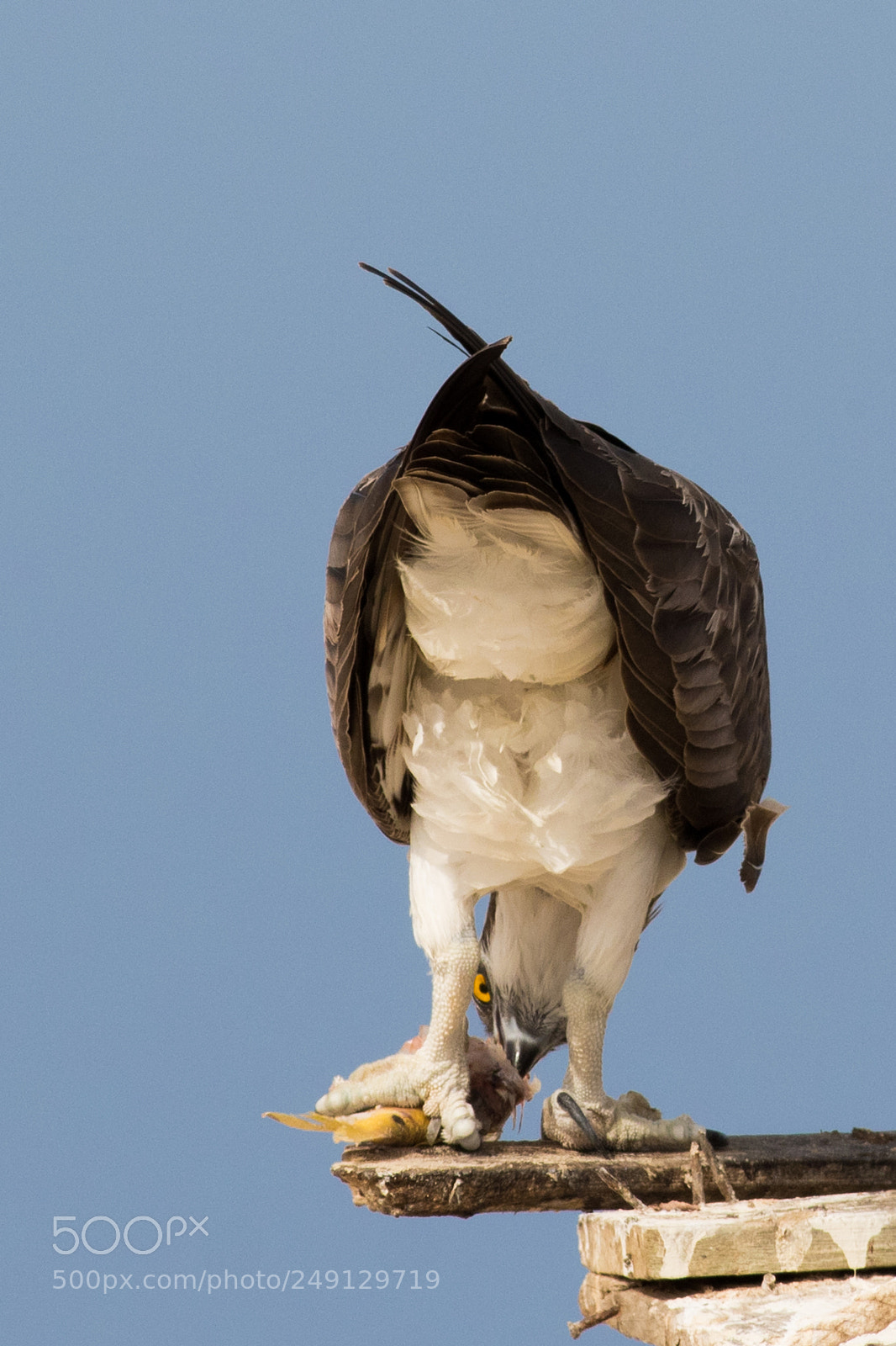 Canon EOS 7D Mark II sample photo. Osprey enjoying the meal photography