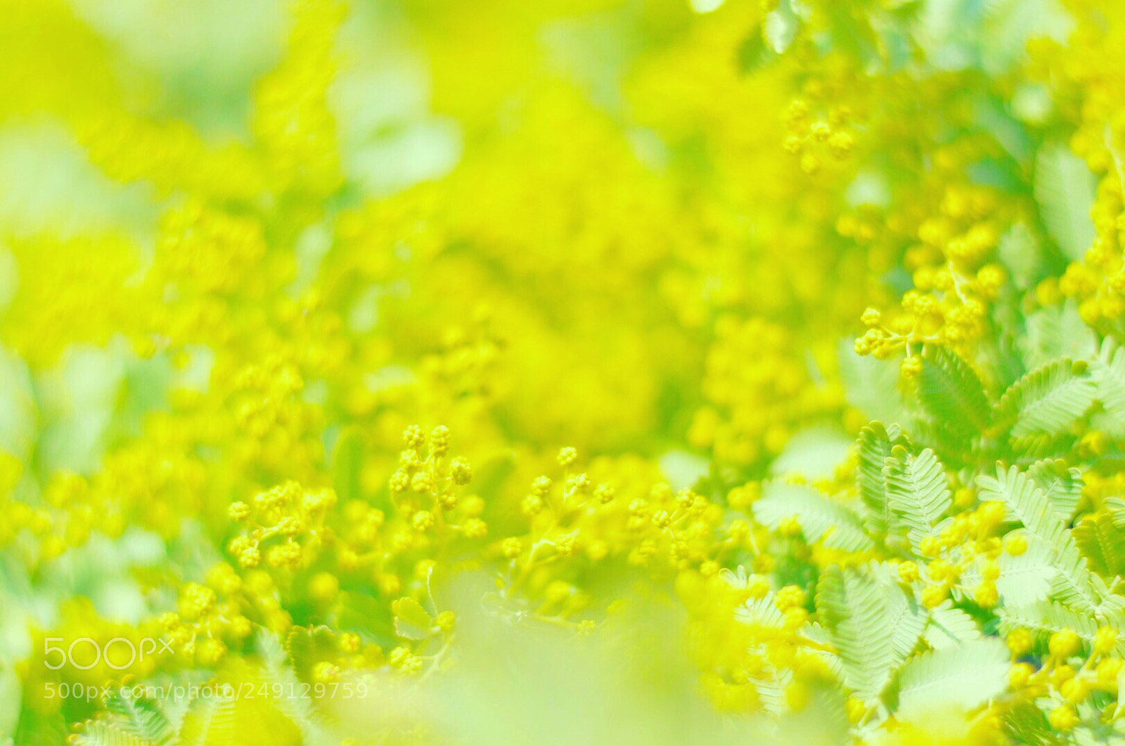 Nikon D3200 sample photo. Mimosa? photography