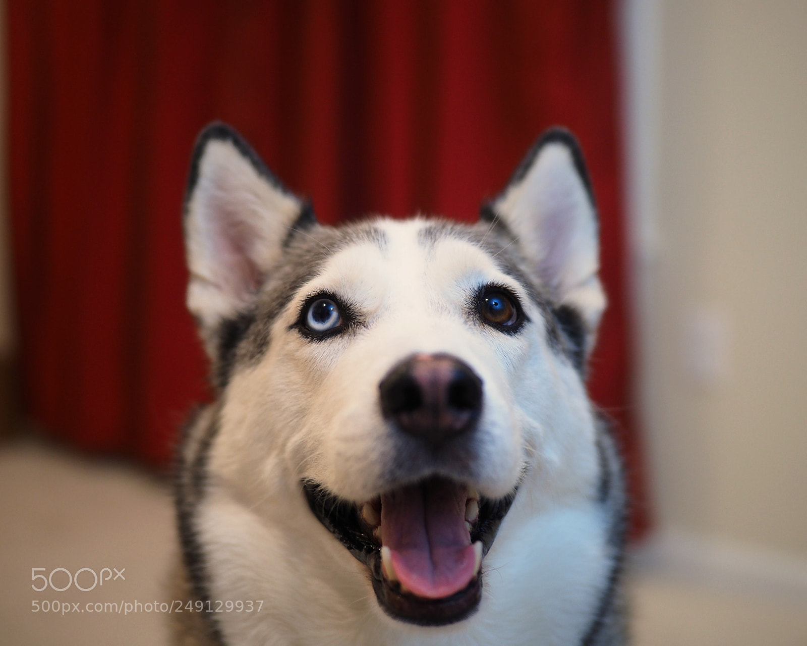 Olympus OM-D E-M5 II sample photo. Happy fluffy photography