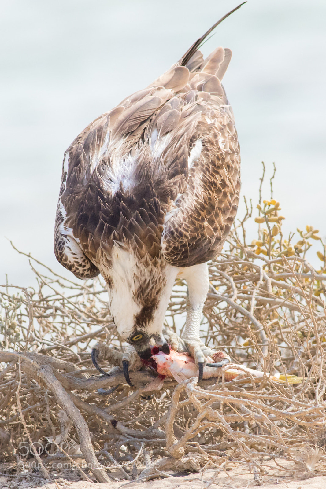 Canon EOS 7D Mark II sample photo. Osprey eating photography