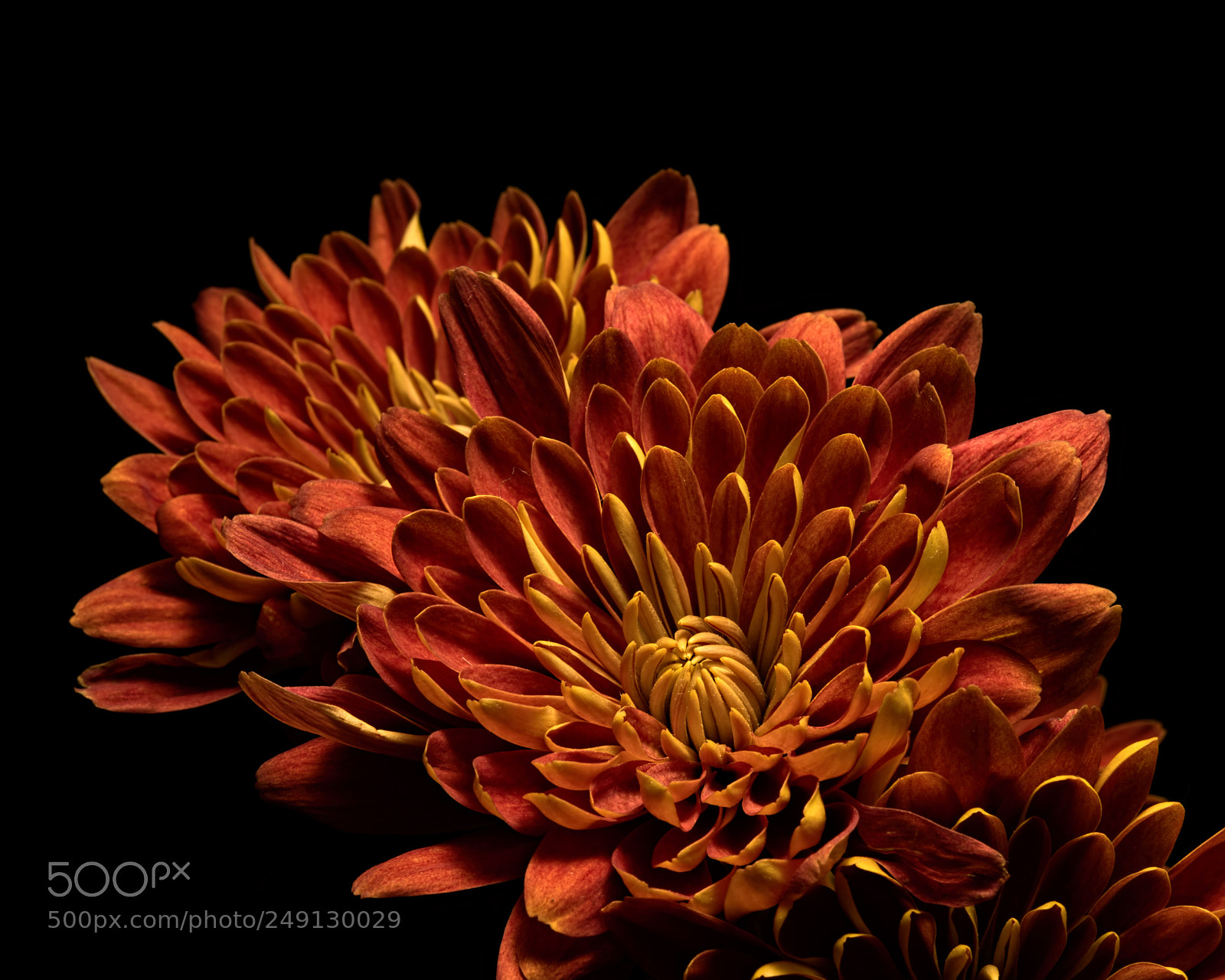 Nikon D810 sample photo. Autumn mum 1122 photography