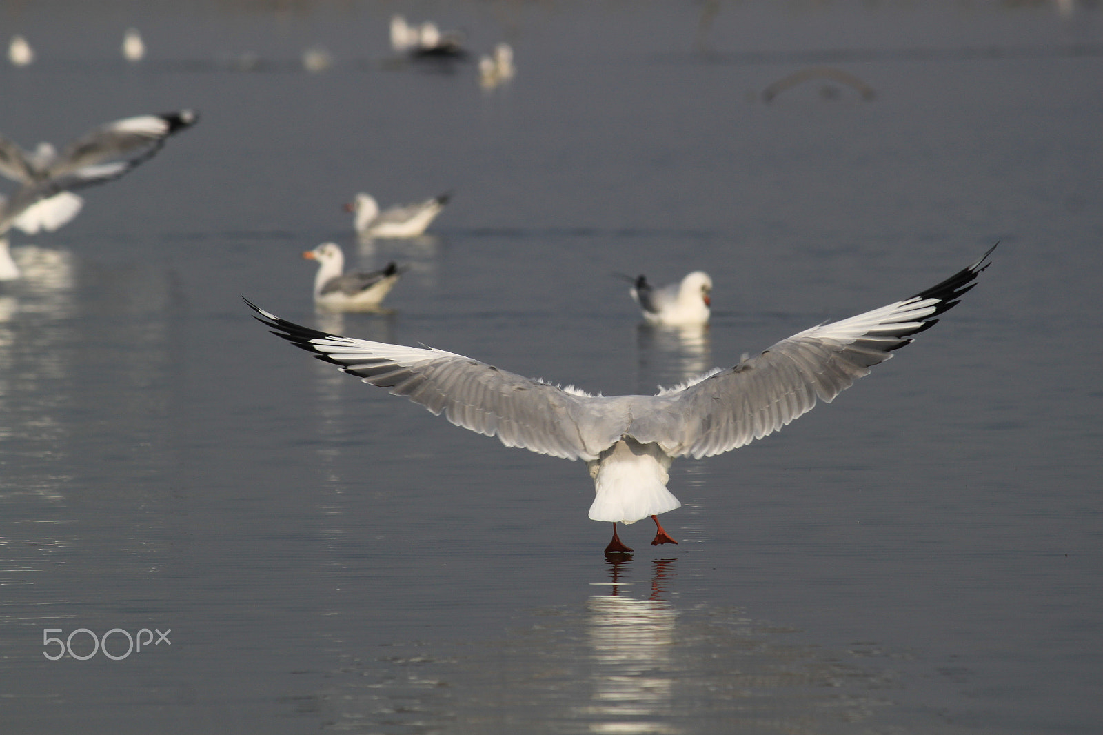 Canon EF-S 55-250mm F4-5.6 IS sample photo. Seagull photography