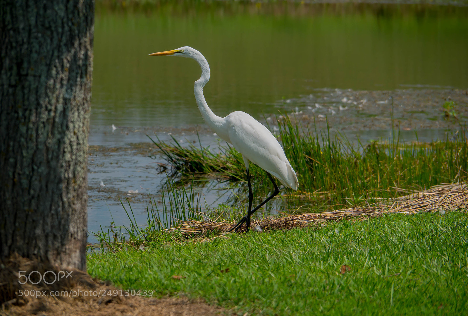 Panasonic Lumix DMC-G85 (Lumix DMC-G80) sample photo. Long neck photography