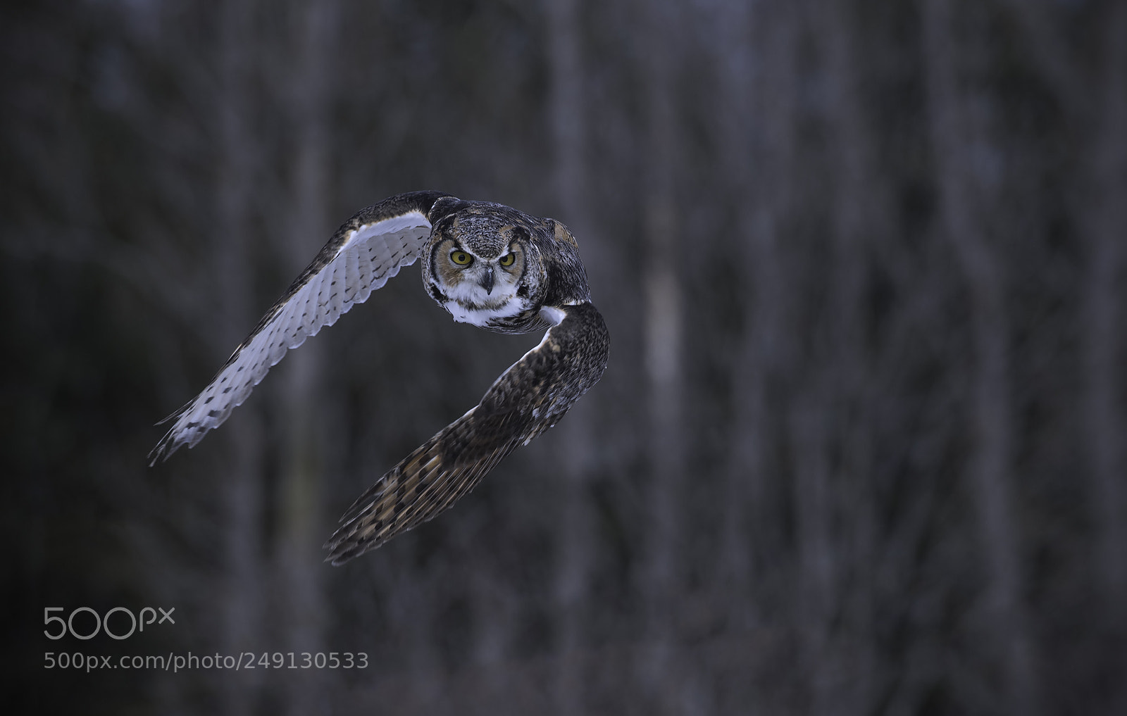 Nikon D500 sample photo. Great horned owl photography