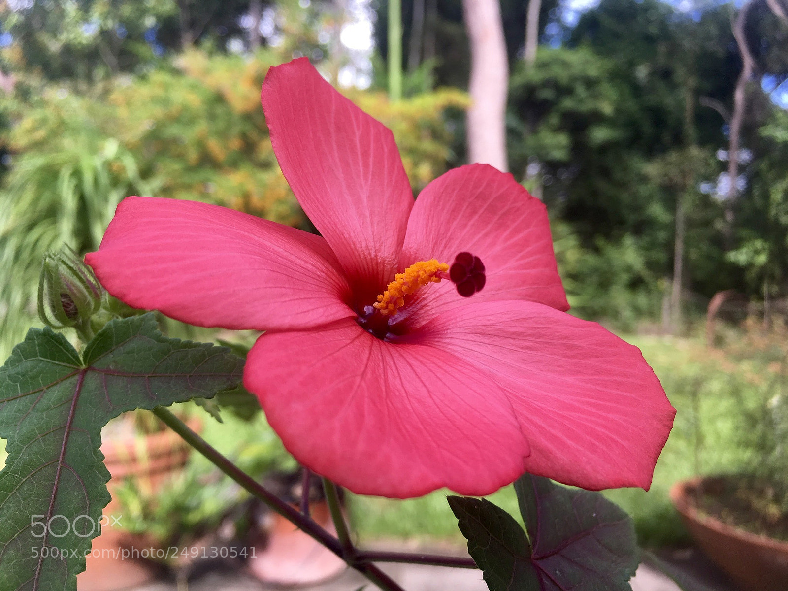 Apple iPhone SE sample photo. Wild hibiscus. photography
