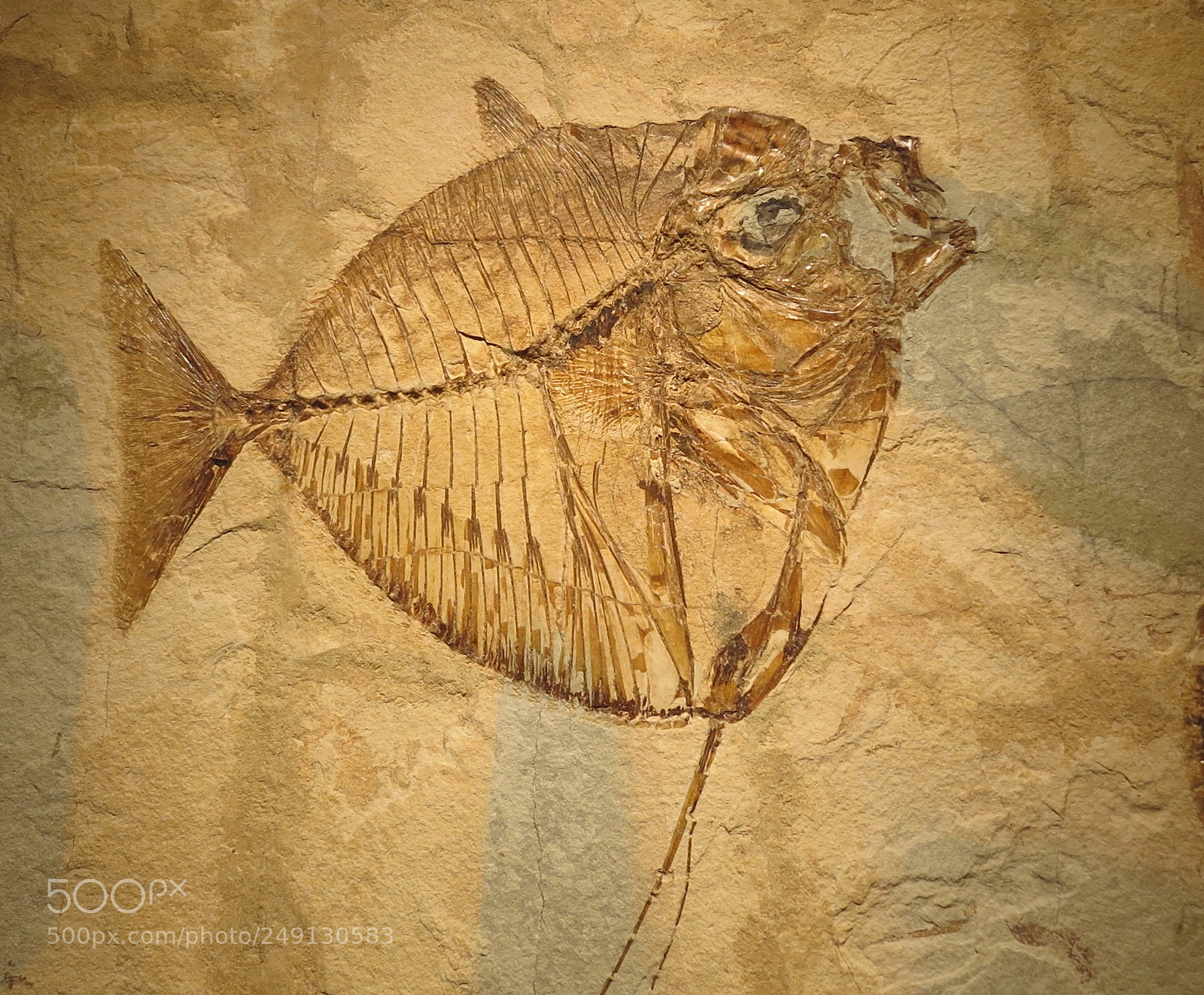 Canon PowerShot S100 sample photo. Fossil fish photography
