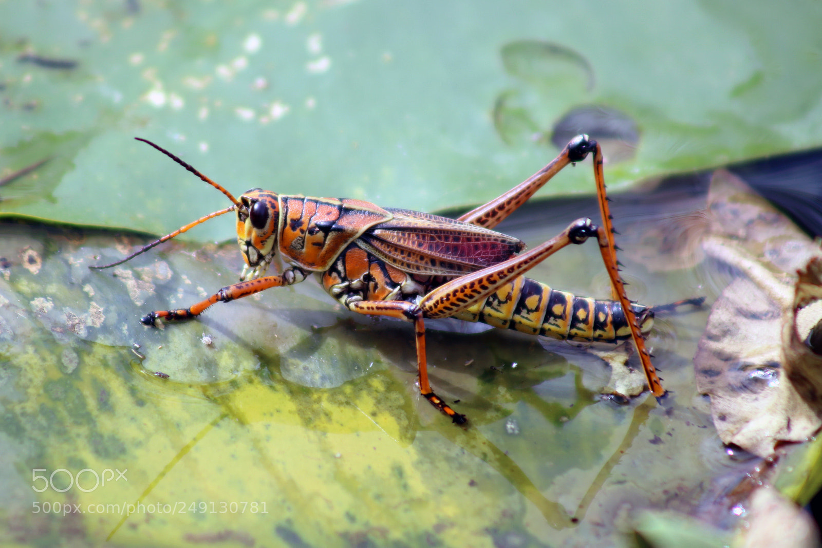 Canon EOS 750D (EOS Rebel T6i / EOS Kiss X8i) sample photo. Orange cricket photography