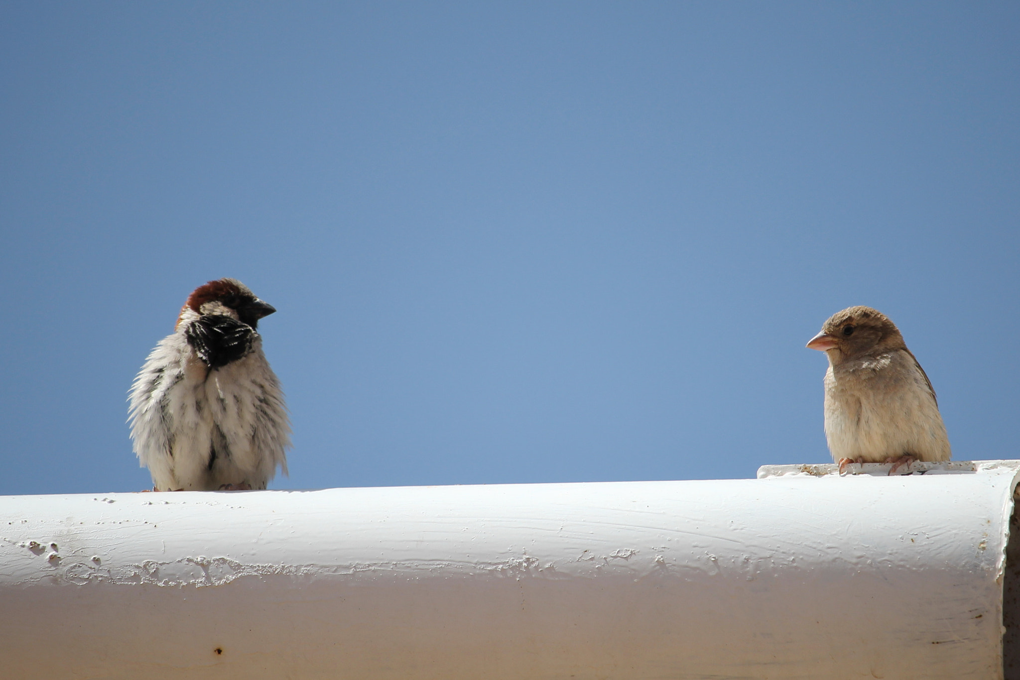 Canon EF-S 55-250mm F4-5.6 IS STM sample photo. Love photography
