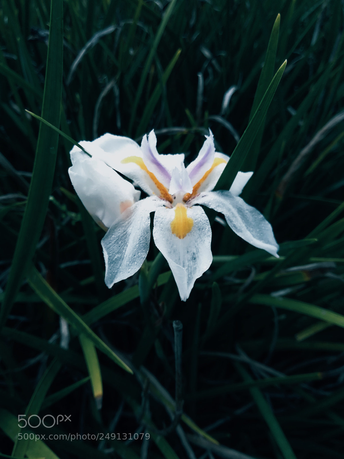 HUAWEI P10 lite sample photo. Untitled photography