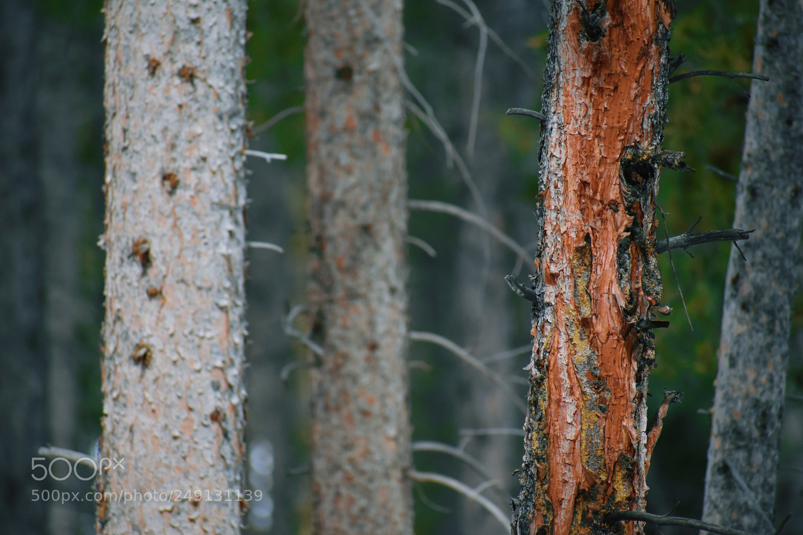 Nikon D5600 sample photo. Silver birch photography