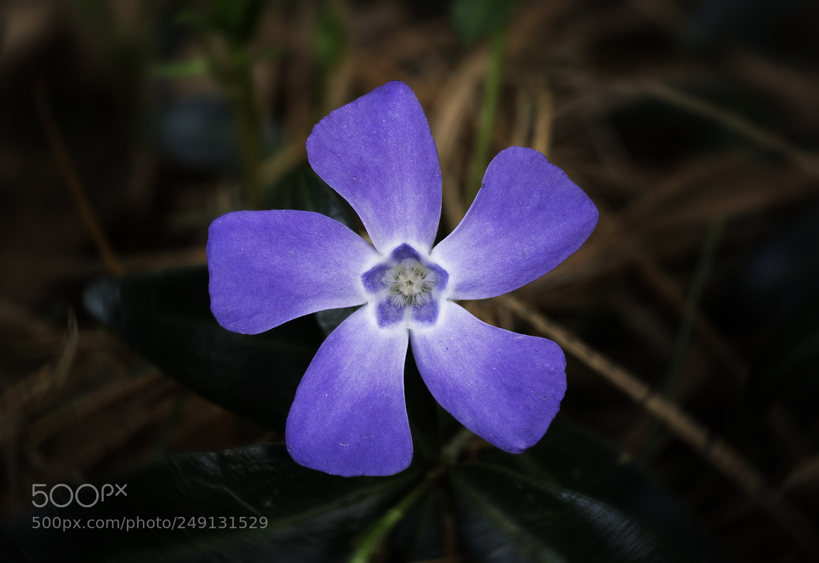 Sony a7R III sample photo. Flower vinca minor dwarf photography