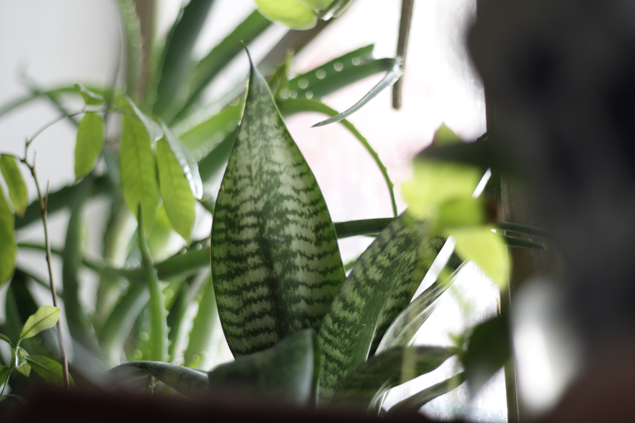 Canon EOS 50D + Canon EF 50mm F1.8 STM sample photo. 虎斑 photography
