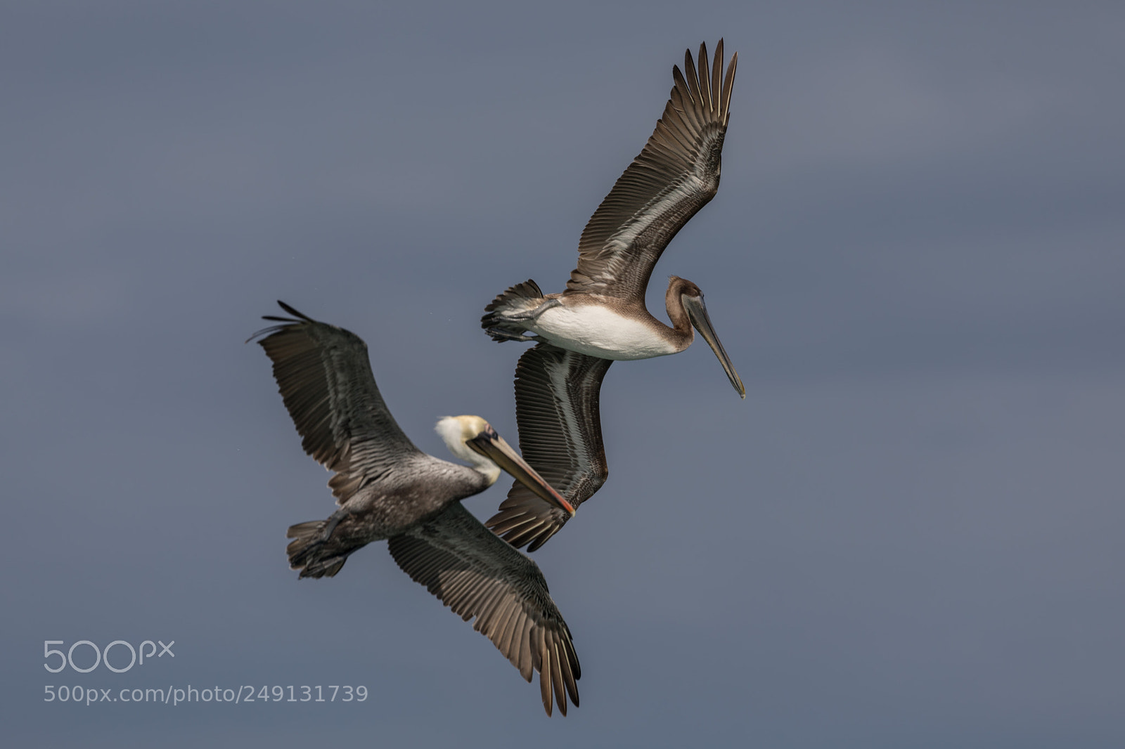 Canon EOS 5D Mark IV sample photo. Pelicans photography