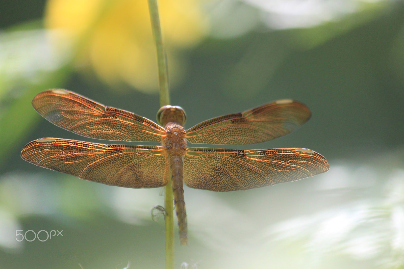 Canon EF-S 55-250mm F4-5.6 IS sample photo. Img photography