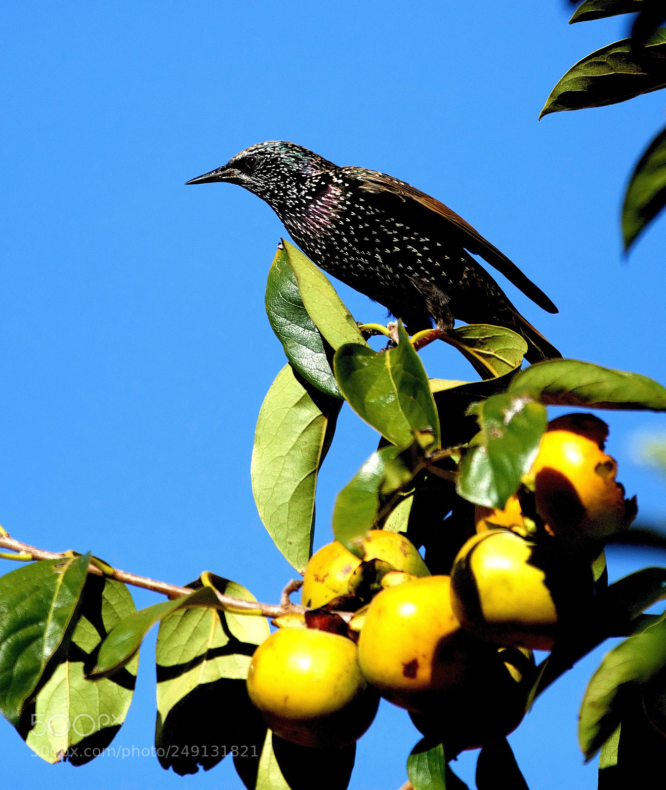Canon EOS 5DS sample photo. Little wattle bird photography