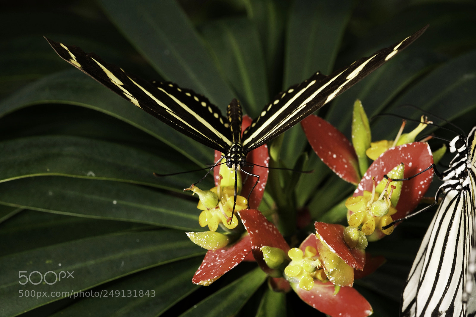Nikon D850 sample photo. Taken at the butterfly photography
