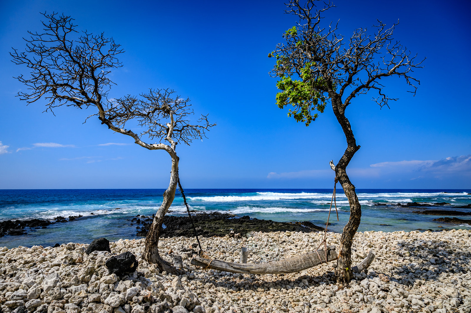 Canon EOS 5D Mark IV sample photo. Driftwood swing photography