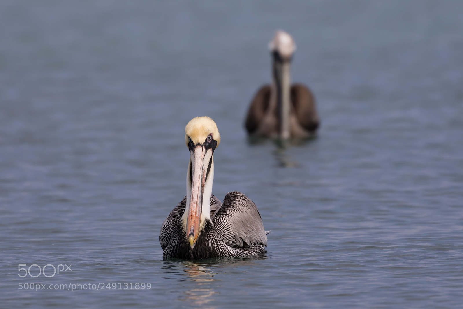 Canon EOS 5D Mark IV sample photo. Pelican photography