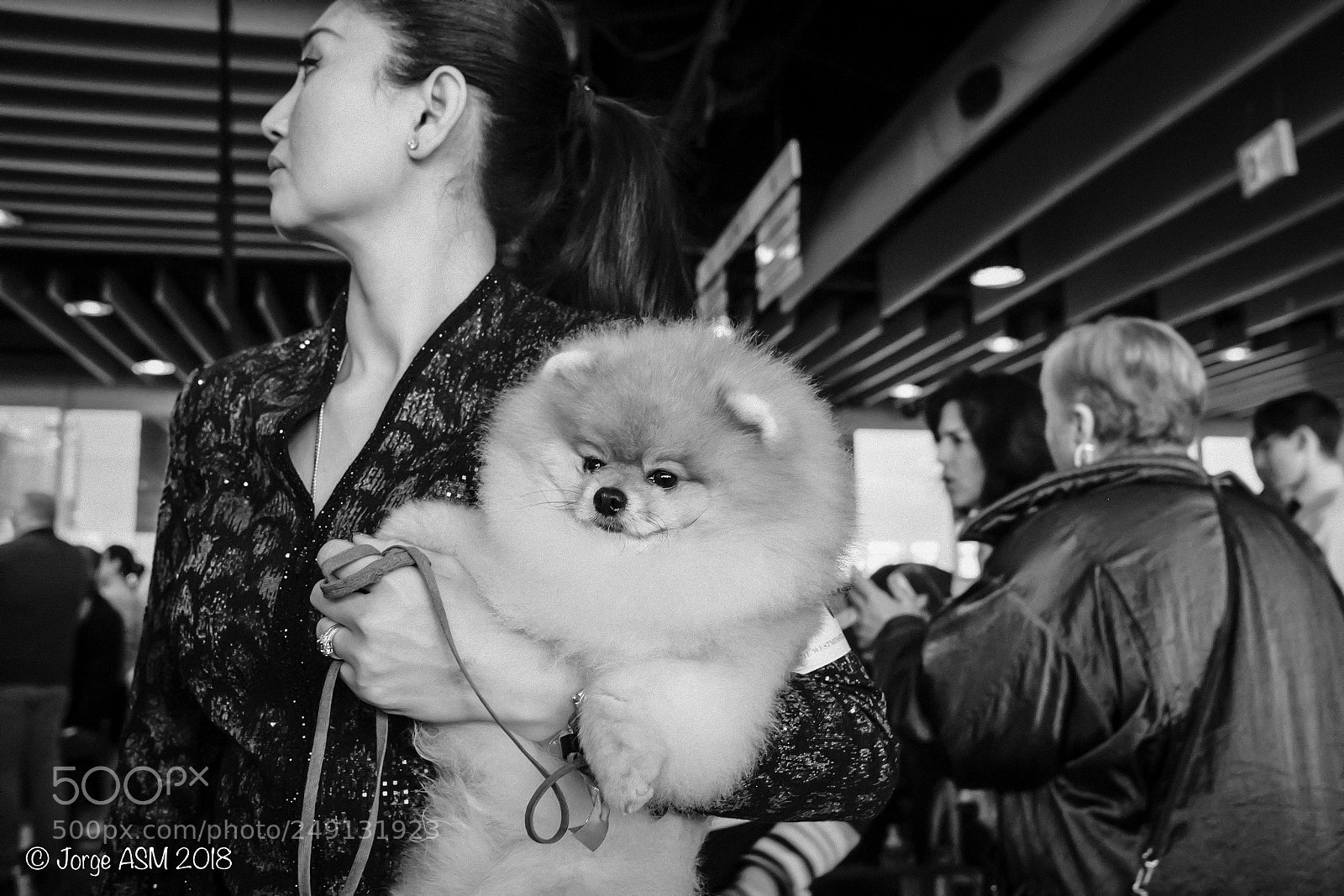 Fujifilm X-T20 sample photo. Pomeranian photography