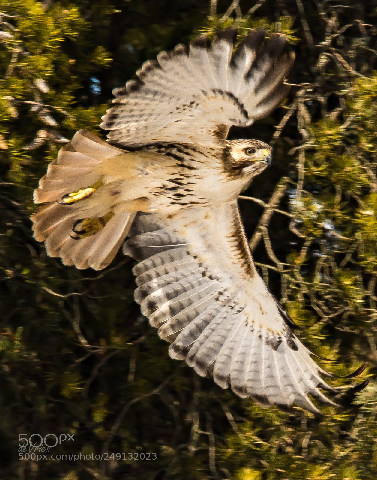 Nikon D7100 sample photo. Hawk on the run . . . photography