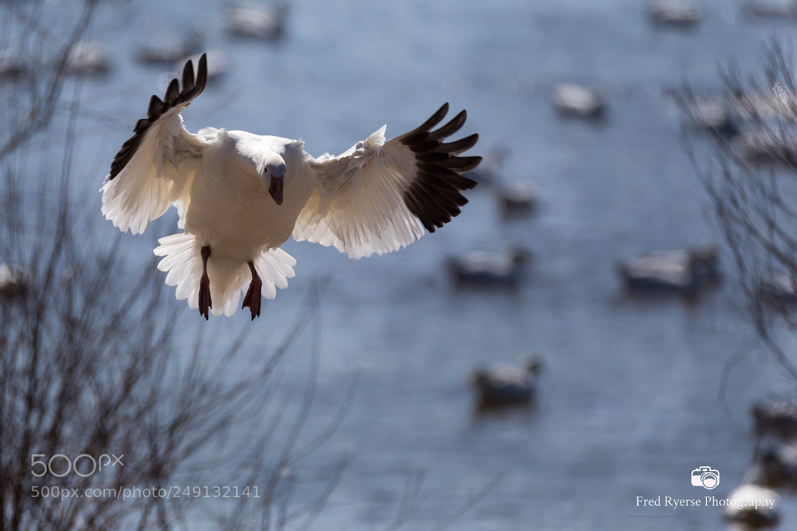 Canon EOS 5D Mark IV sample photo. Snow goose landing photography