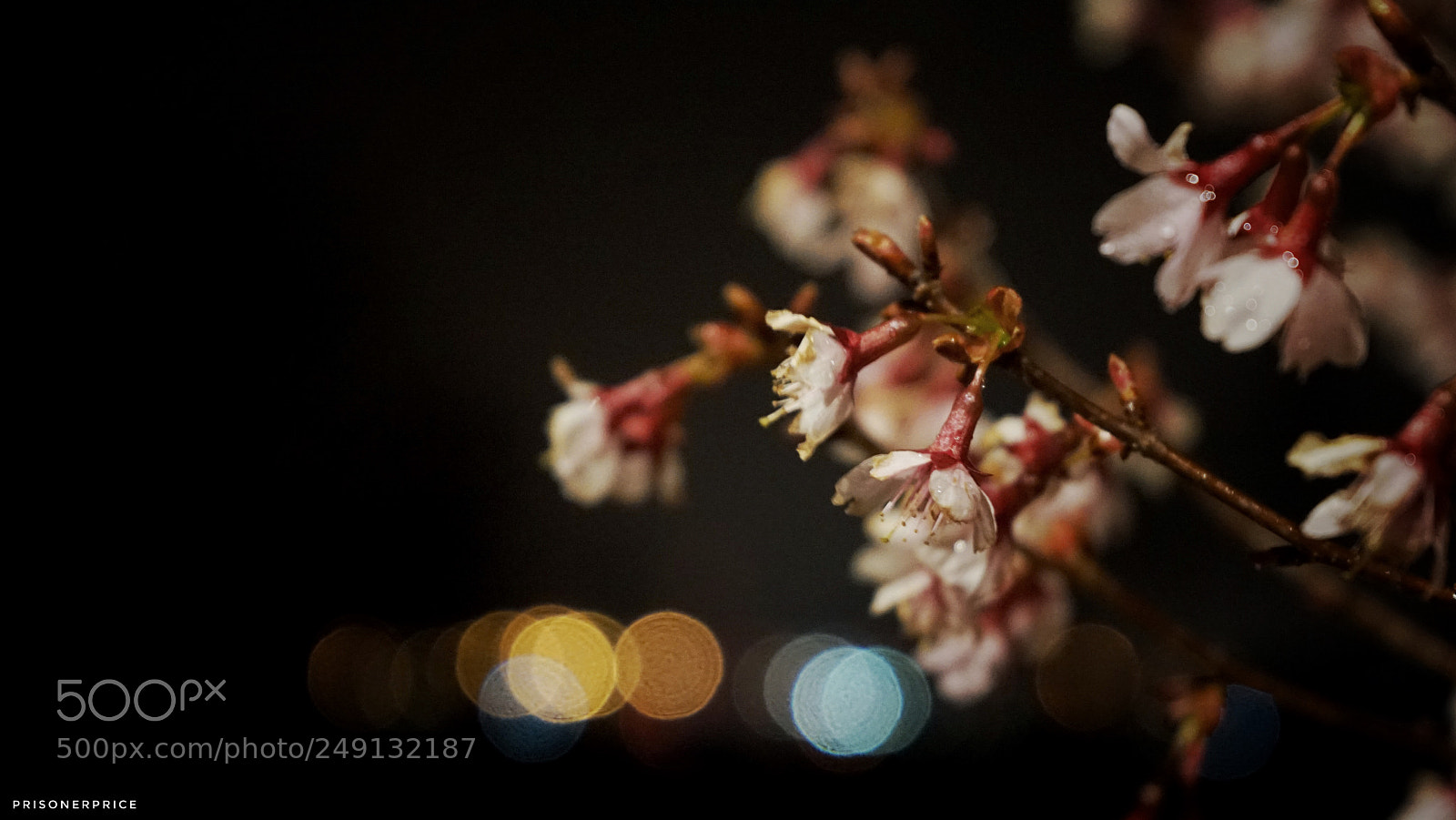 Sony a7 II sample photo. Night blossom photography