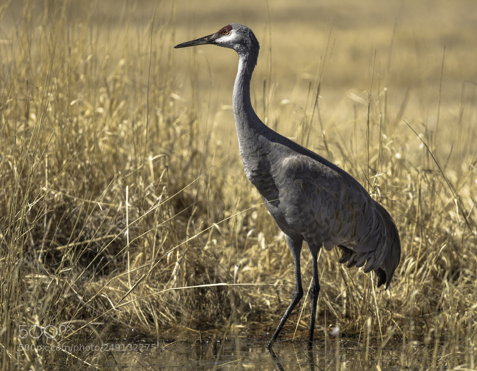 Canon EOS 5DS R sample photo. Sandhill crane photography