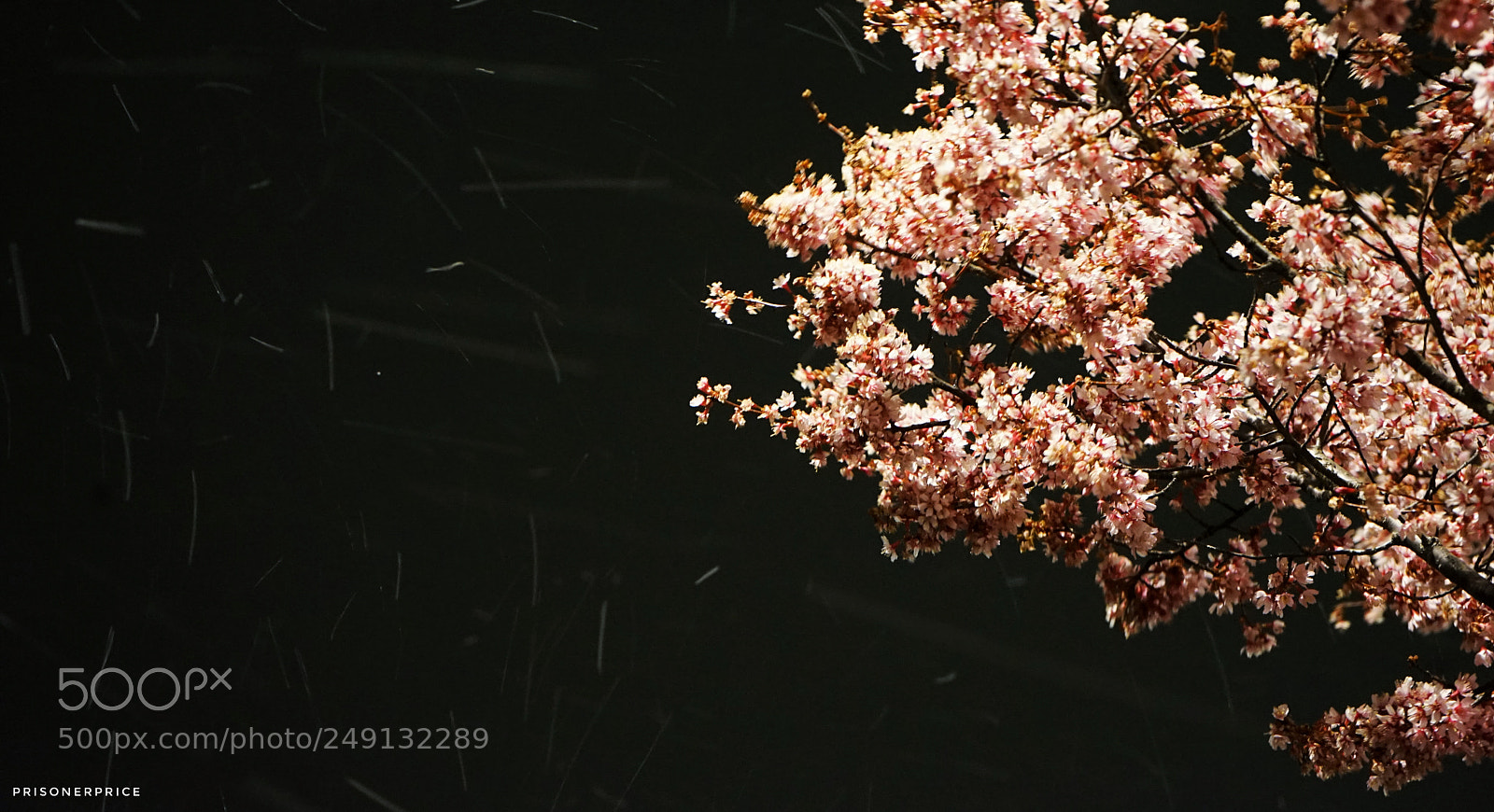 Sony a7 II sample photo. Flowers in the snow photography