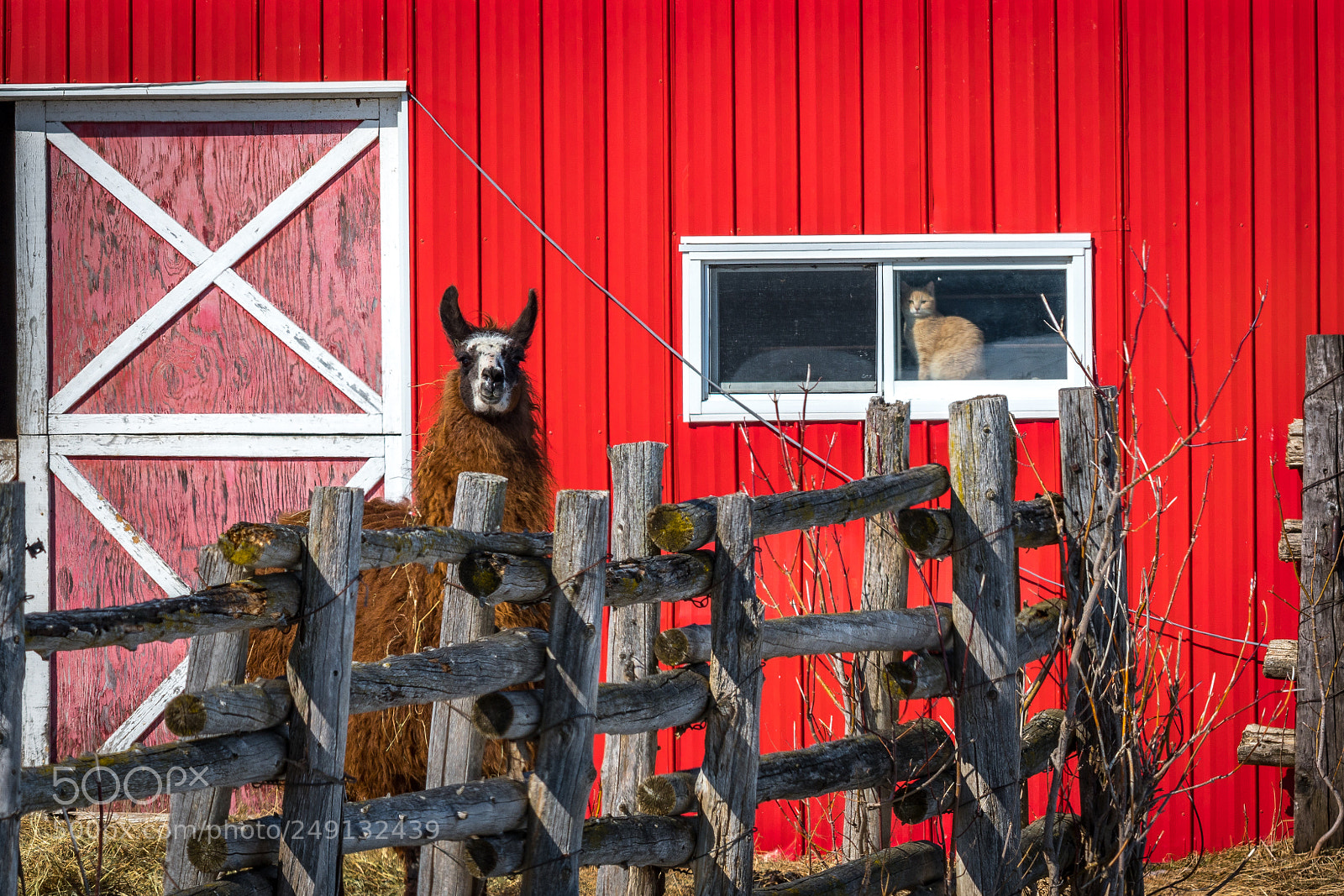 Nikon D500 sample photo. Cat and llama photography