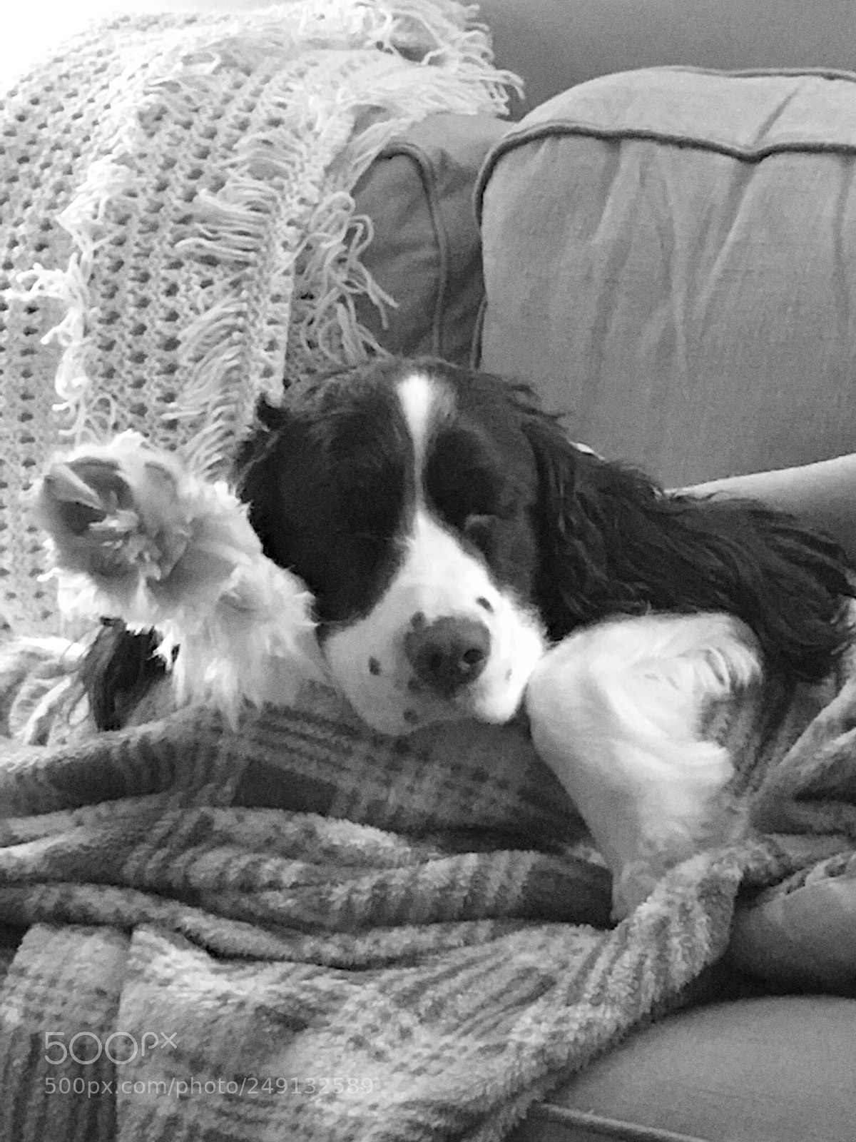 Apple iPhone 7 sample photo. Let a sleeping dog photography