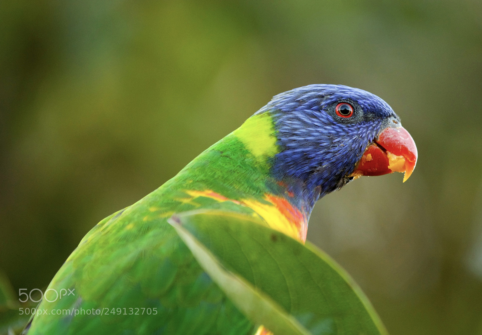 Canon EOS 5DS sample photo. Lorikeet with food photography