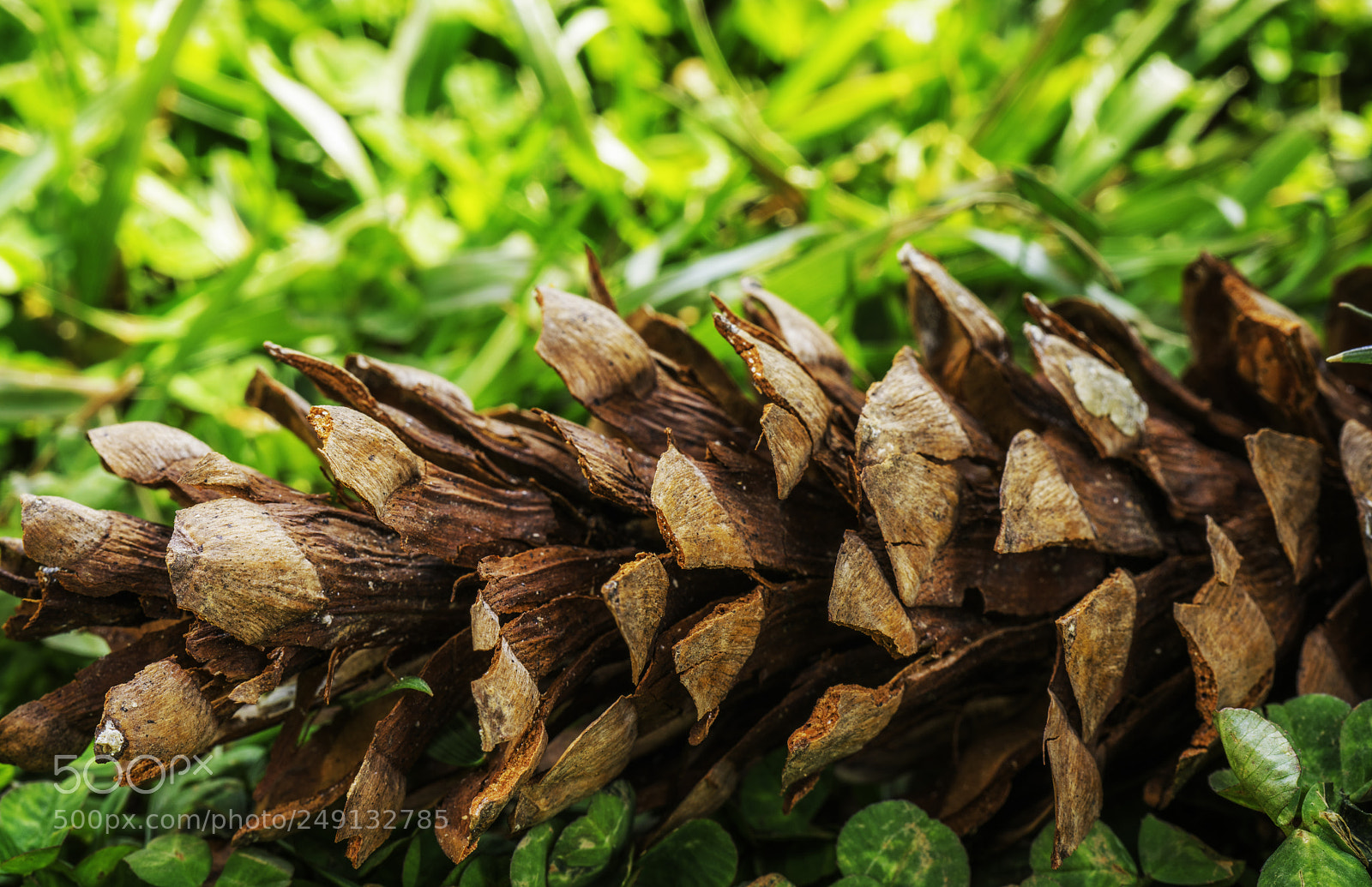 Sony a7R III sample photo. Eastern white pine cone photography