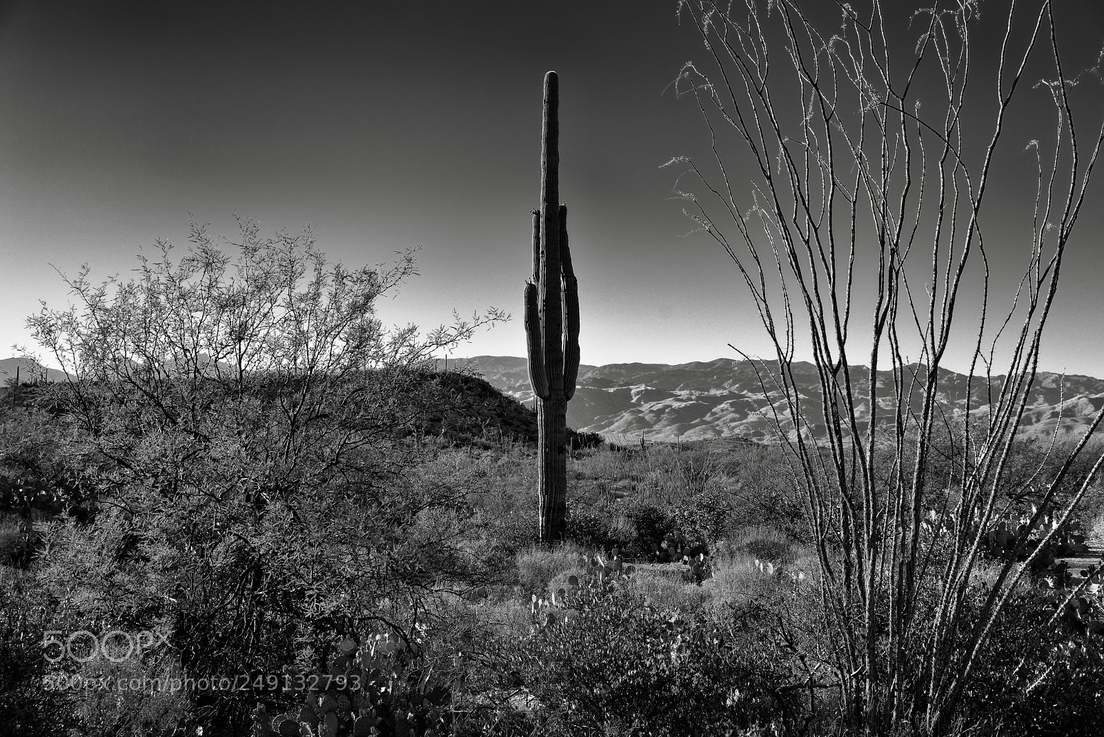 Nikon D800E sample photo. A lone saguaro cactus photography