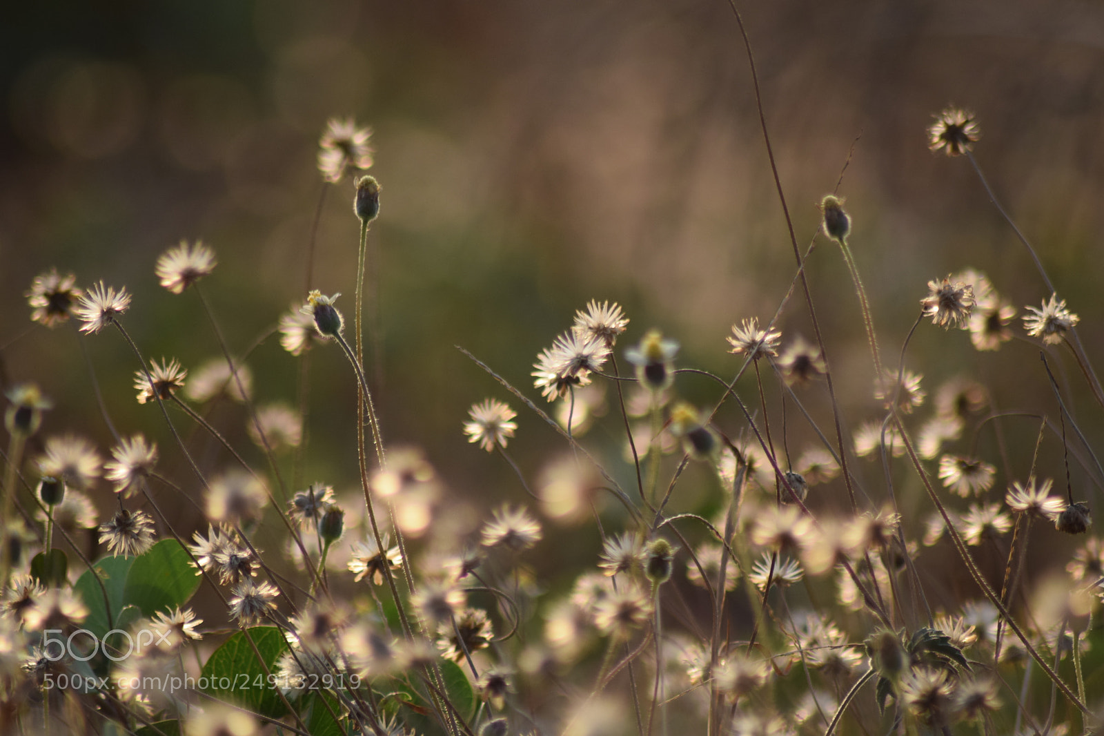 Nikon D5300 sample photo. Golden flowers !! photography