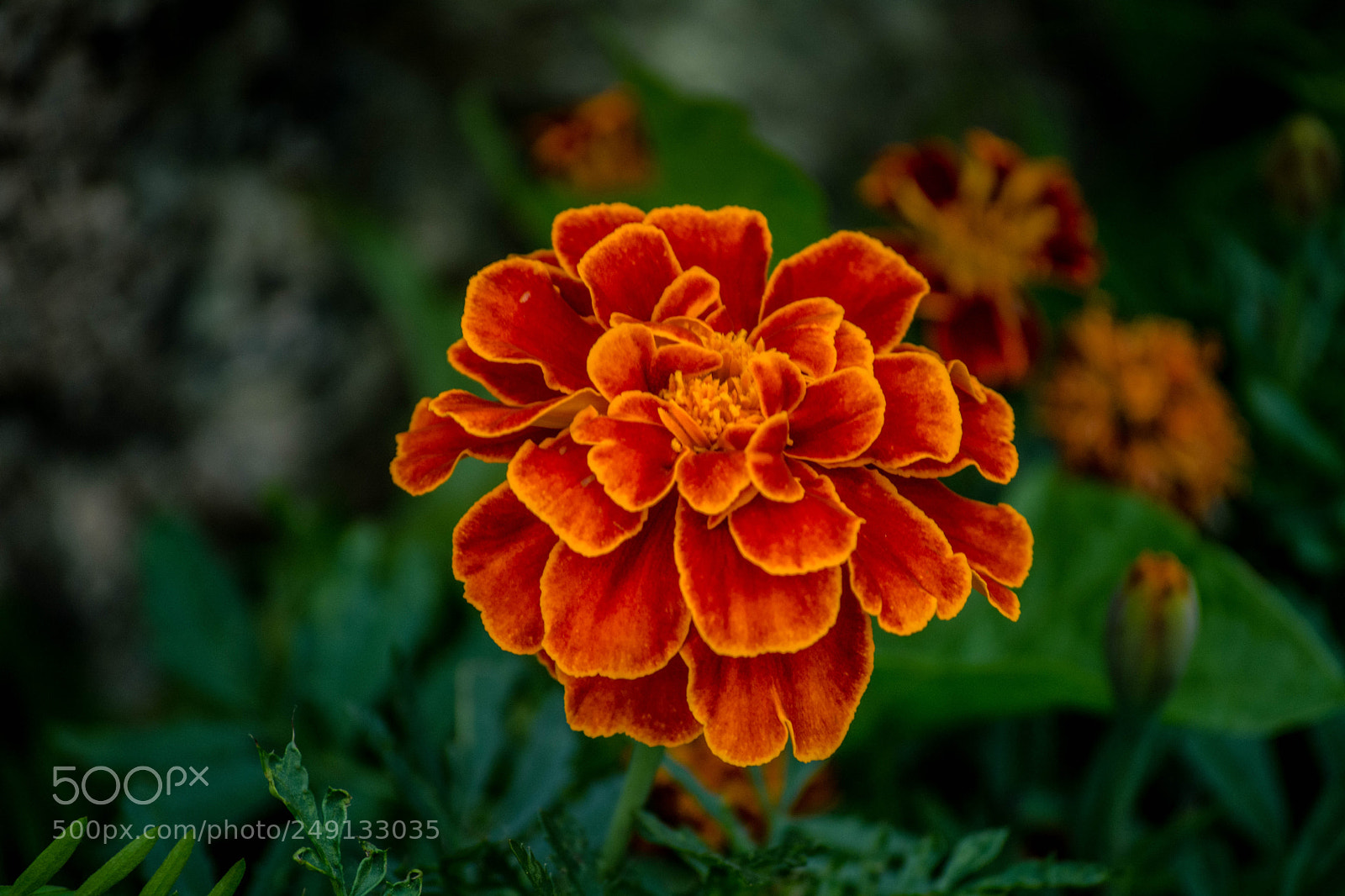 Nikon D5200 sample photo. Marigold photography