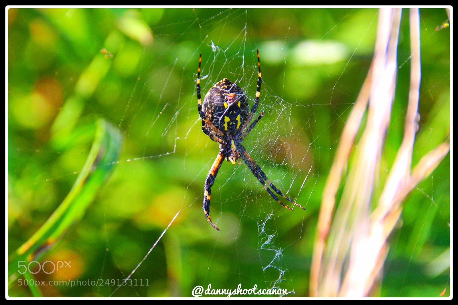 Canon EOS 700D (EOS Rebel T5i / EOS Kiss X7i) sample photo. Pretty large garden spider?? photography