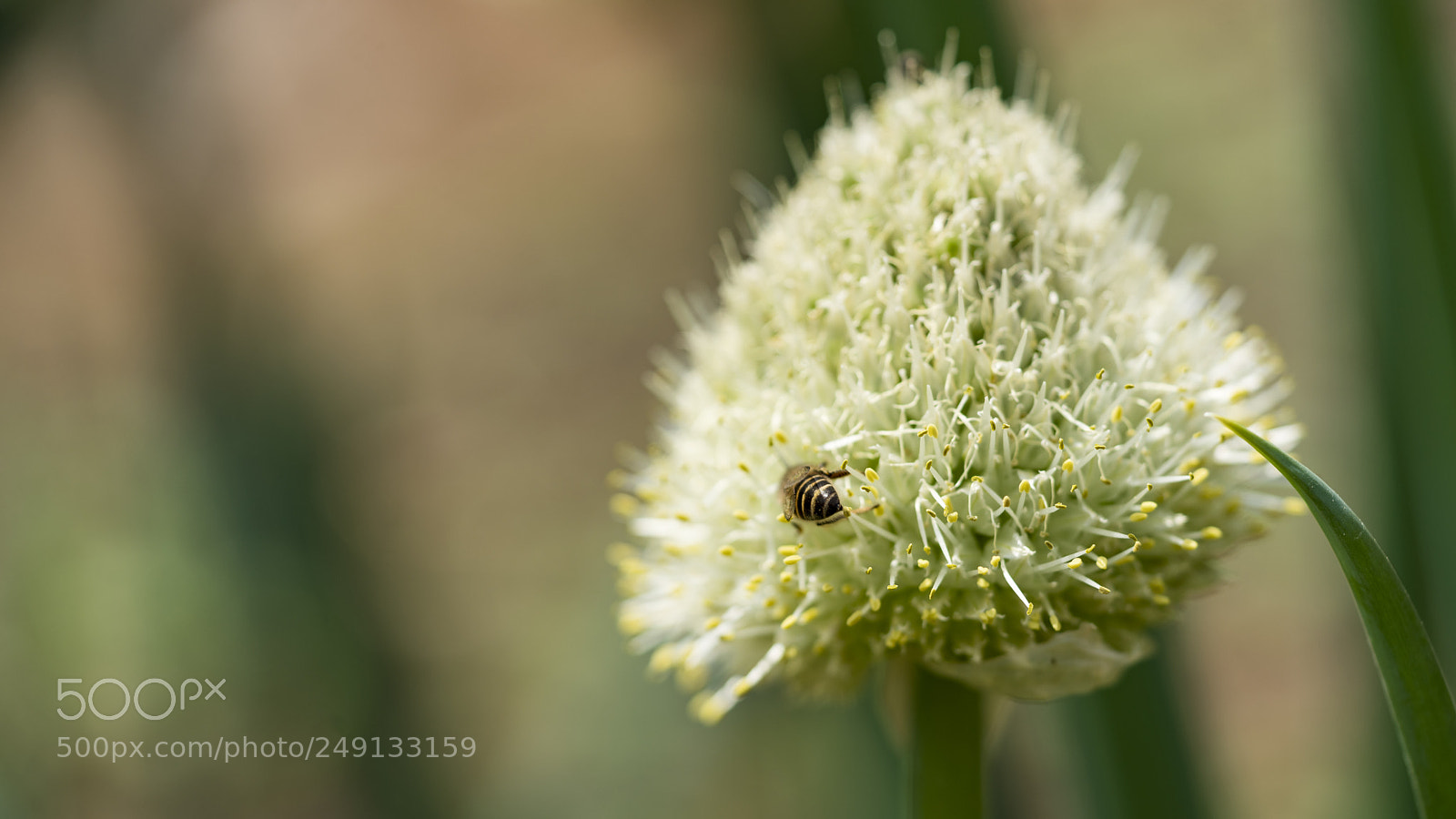 Sony a7R II sample photo. Honey picking photography