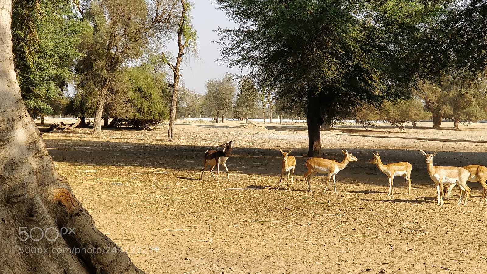 OnePlus 5 sample photo. Blackbuck photography