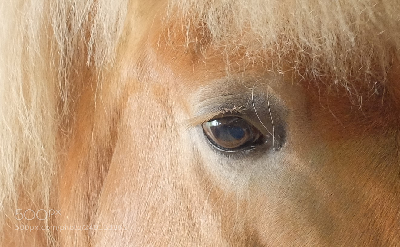 Fujifilm X30 sample photo. The horse's eye photography