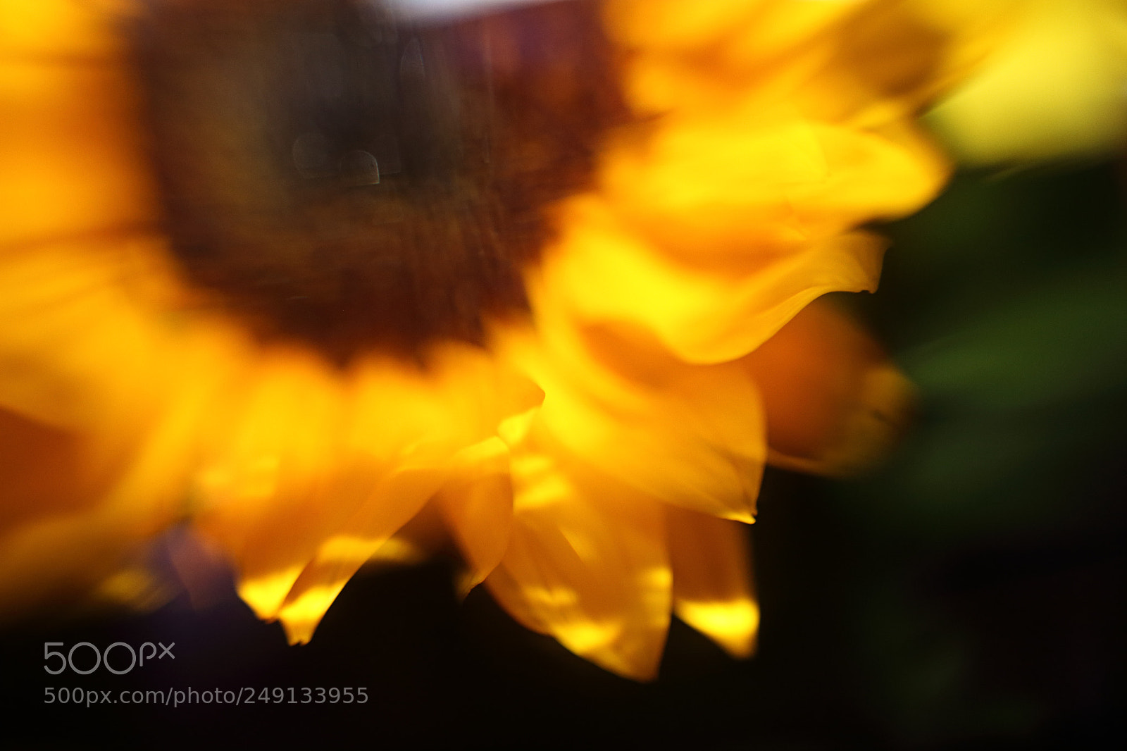Canon EOS 650D (EOS Rebel T4i / EOS Kiss X6i) sample photo. Cut glass sunflower photography