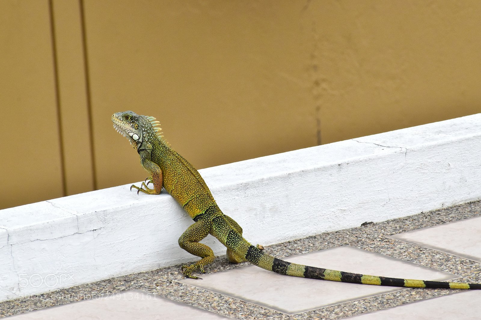 Nikon D5600 sample photo. An iguana in my photography
