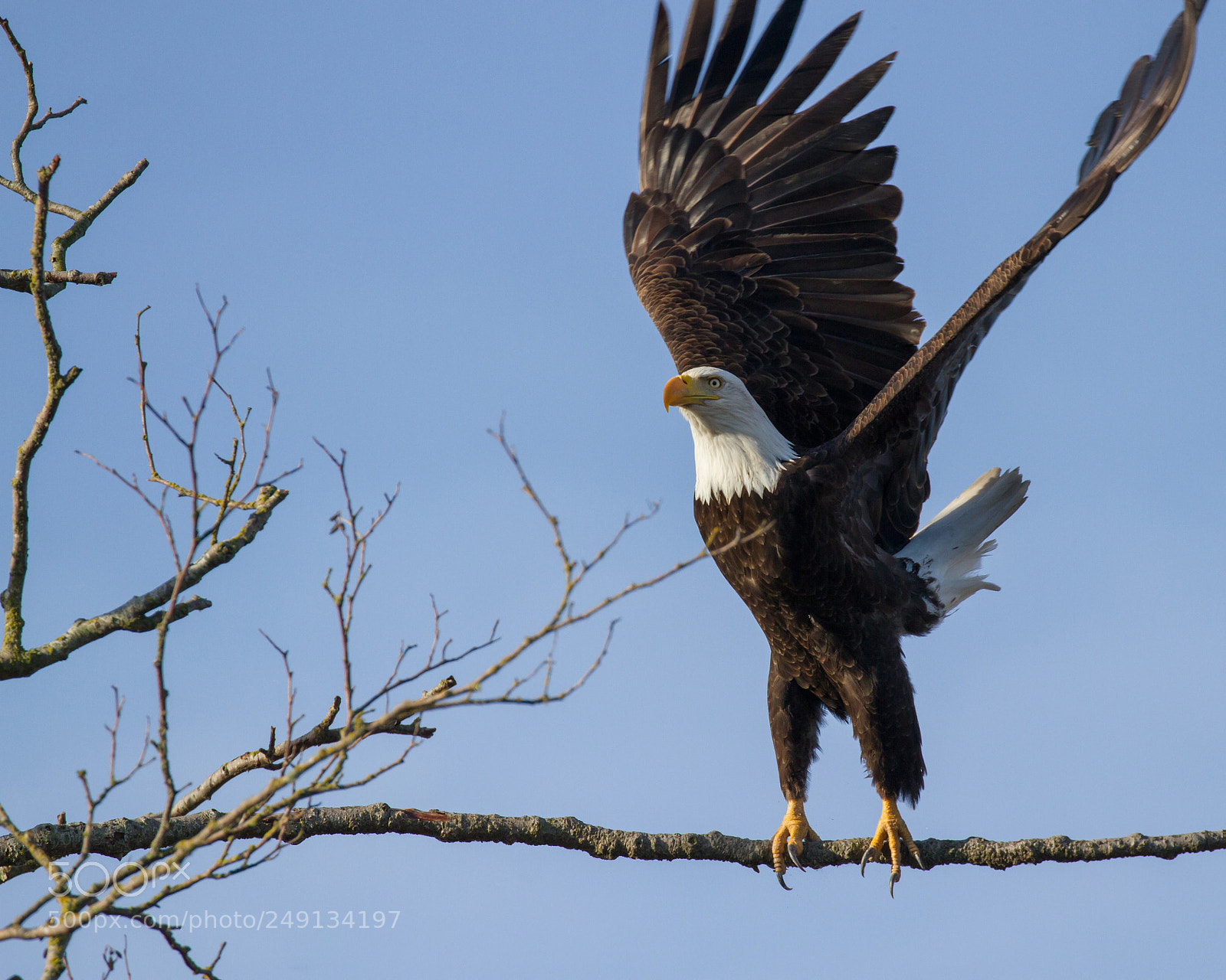 Canon EOS 7D sample photo. Bald eagle photography