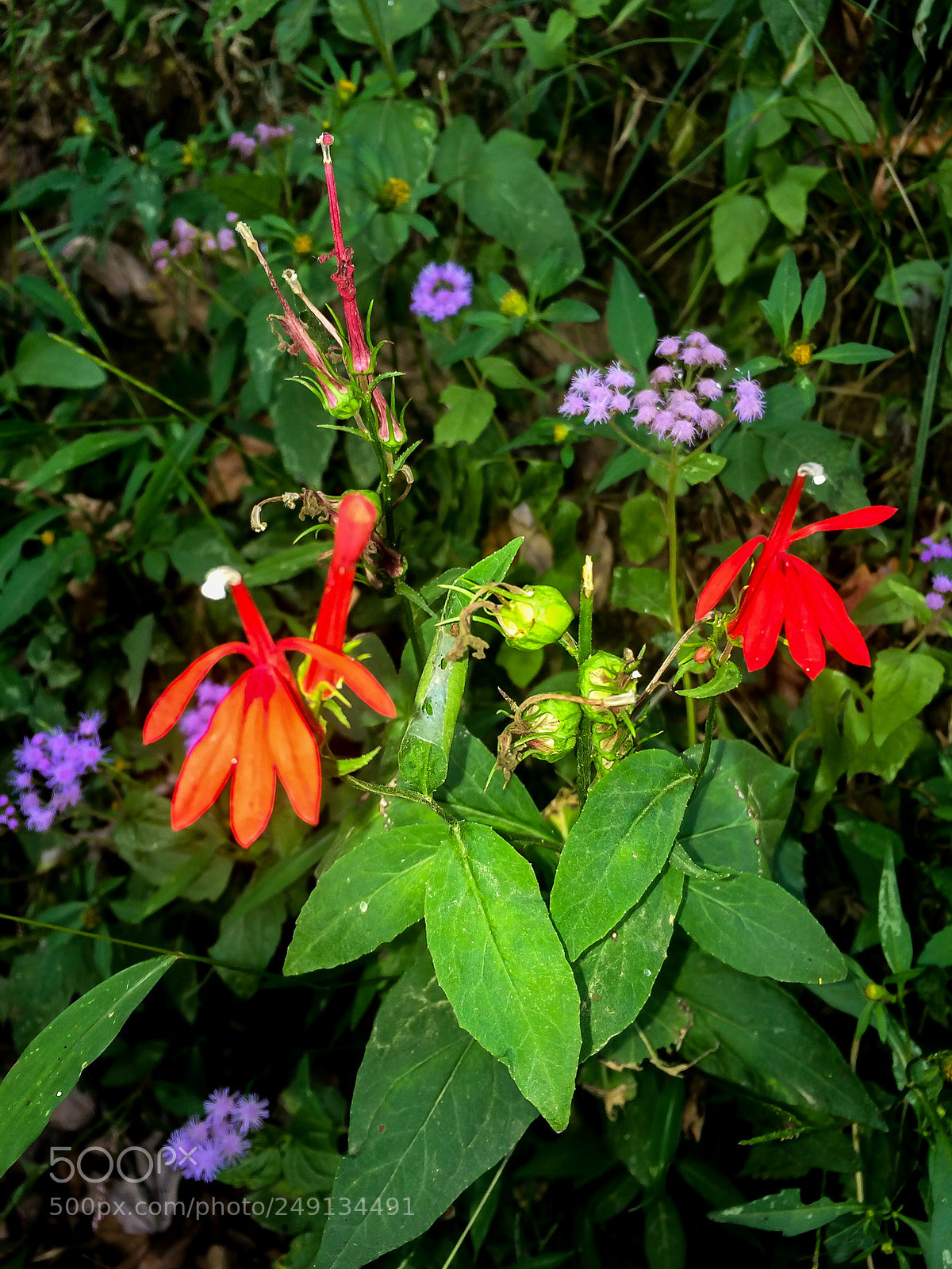 Apple iPhone 5s sample photo. Red cardinal flower photography