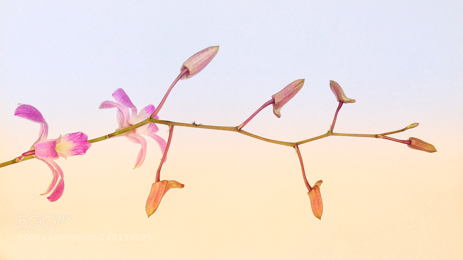 Apple iPhone 5s sample photo. Orchids photography