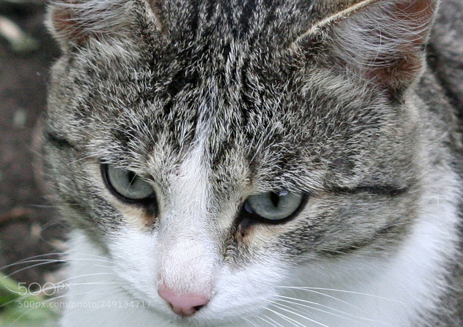 Canon EOS 350D (EOS Digital Rebel XT / EOS Kiss Digital N) sample photo. The cat photography