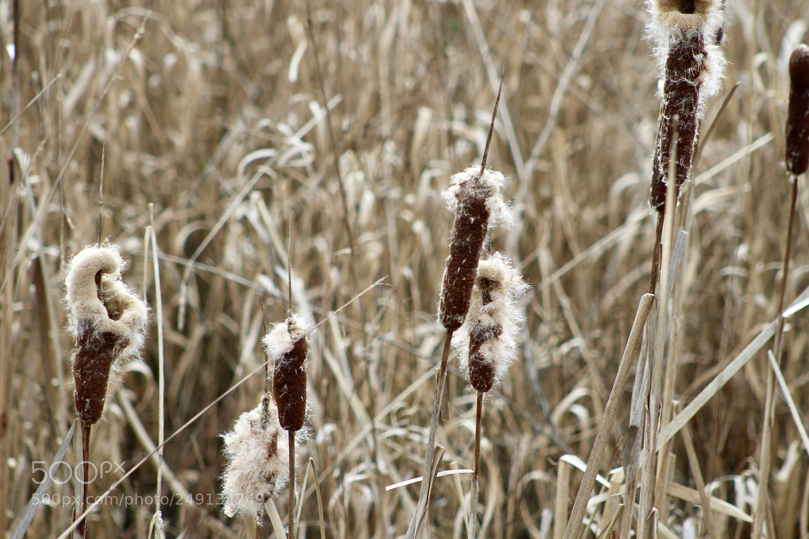 Canon EOS 1200D (EOS Rebel T5 / EOS Kiss X70 / EOS Hi) sample photo. Reeds photography