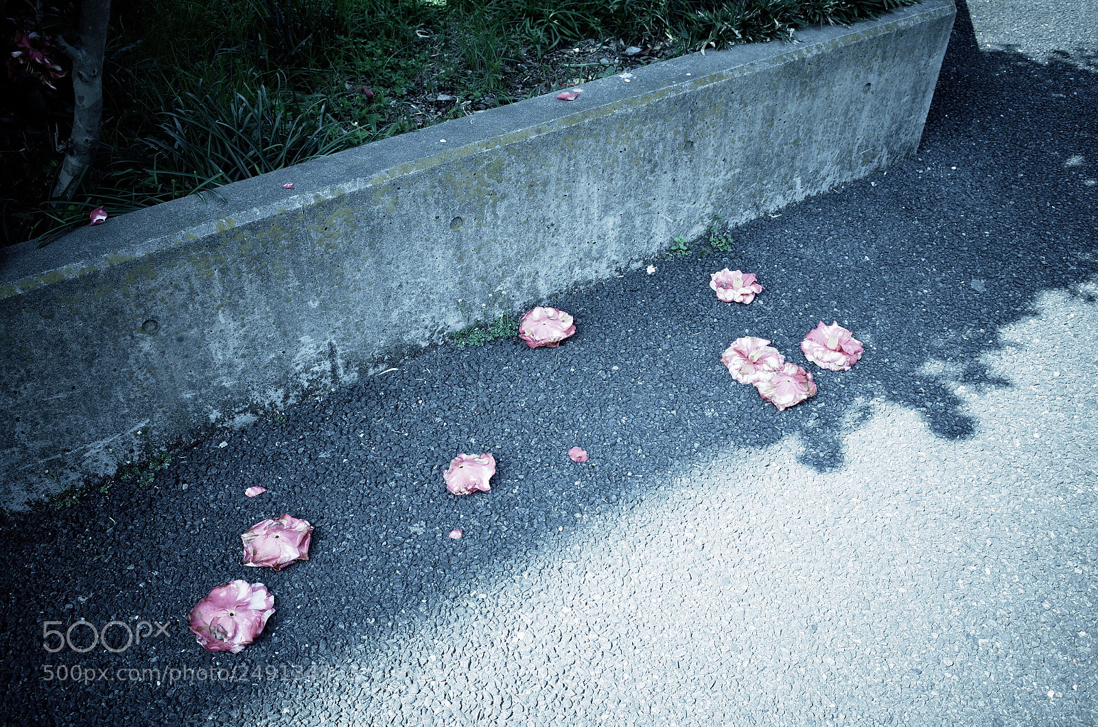 Ricoh GR II sample photo. Flowers photography