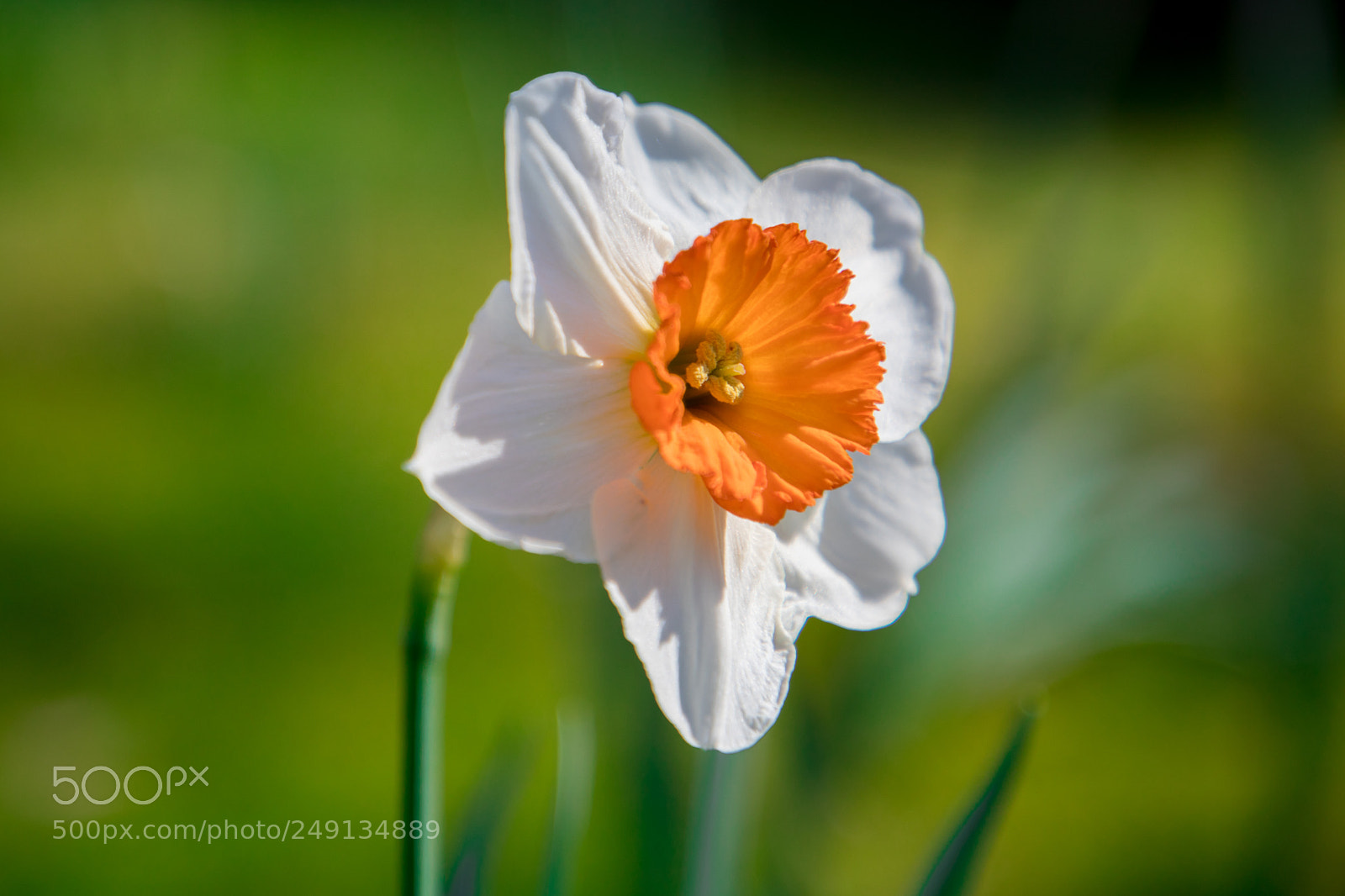 Canon EOS 5D Mark IV sample photo. Spring daffodil..!! photography