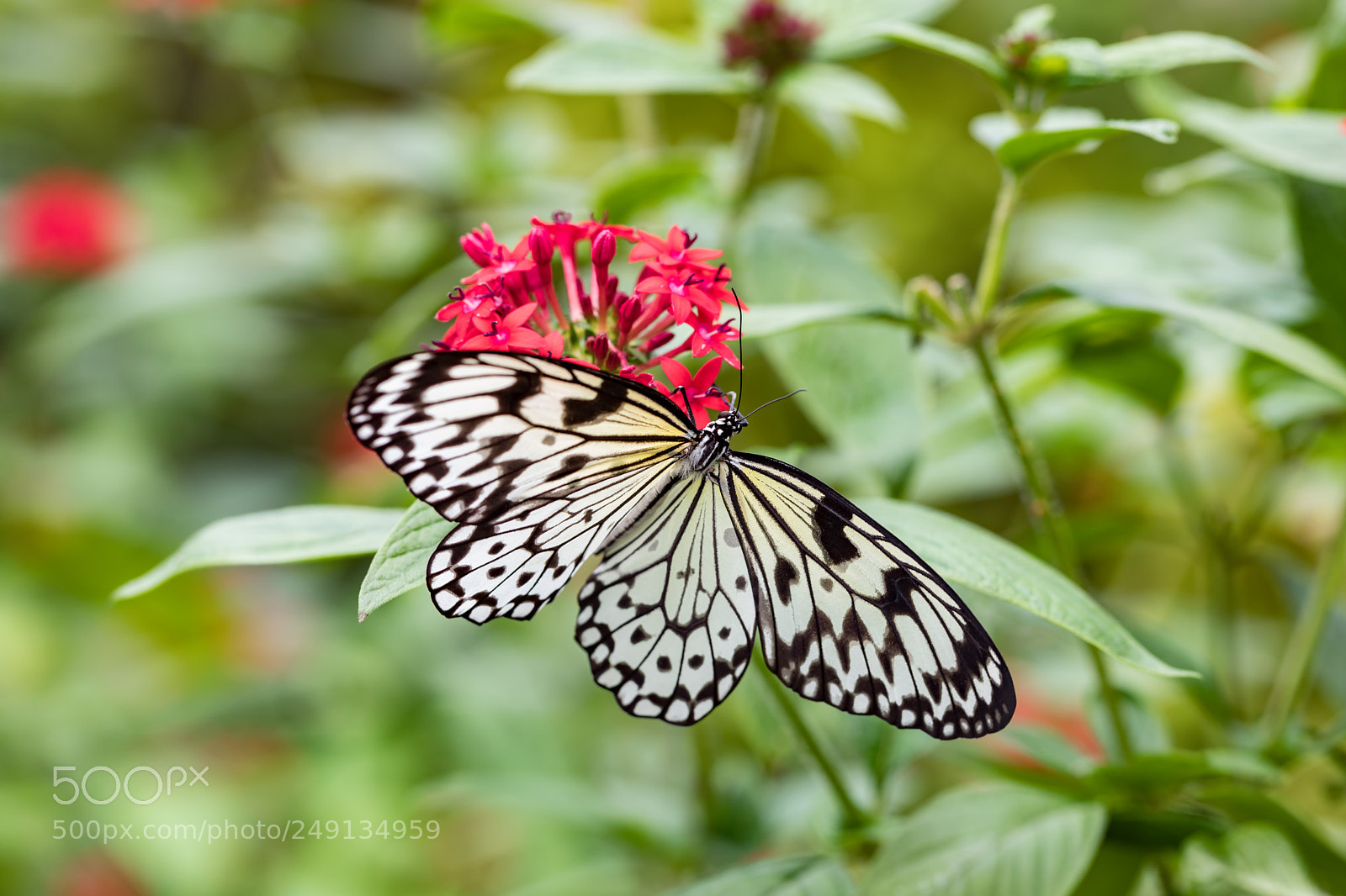 Canon EOS 5D Mark IV sample photo. Butterfly photography