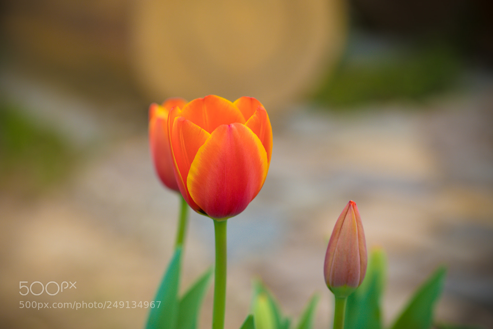 Canon EOS 5D Mark IV sample photo. 郁金香? photography